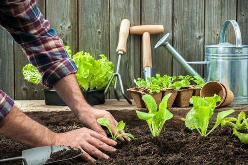 A close-up view of a person planting young lettuce seedlings in dark, rich soil within a backyard garden. The garden is bordered by a weathered wooden fence and features various gardening tools such as a watering can, trowel, and small gardening rake arranged on a rustic wooden work surface in the background. The garden bed appears well-maintained, with healthy, bright green plants and clear soil prepared for planting. The scene is illuminated by natural daylight, suggesting a bright, outdoor setting typical of a well-kept suburban garden in Wimbledon, suitable for outdoor gardening and lawn care services offered by Lawn Mowing Wimbledon. The image highlights the process of vegetable cultivation in a neatly organized, landscaped outdoor space, reflecting professional gardening activities relevant to local garden maintenance in the London area.